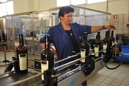 MODERNI POGONI Vinarija Feravino zapošljava 120 ljudi, a proizvodi 900.000 litara vina u modernim pogonima