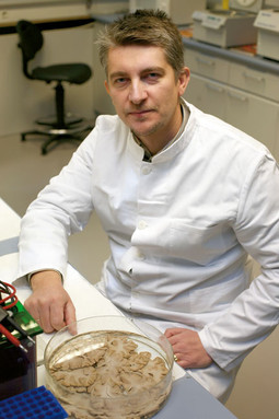 PROFESOR GORAN ŠIMIĆ u svom Laboratoriju za razvojnu neuropatologiju s preparatom mozga koji se čuva u fiksativu