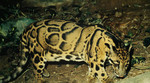 Video: Objavljene prve snimke nove vrste leoparda s Bornea