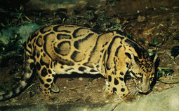 Pjegavi leopard s Bornea