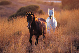foto: www.horsesmaine.com