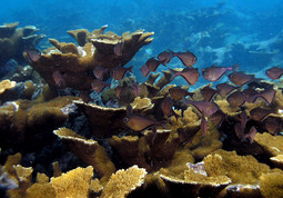Veliki koraljni greben je ugrožen