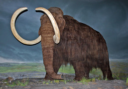 Vunasti mamut (Wikipedia)