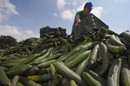 Španjolski krastavci ipak nisu krivi za zarazu (Reuters)