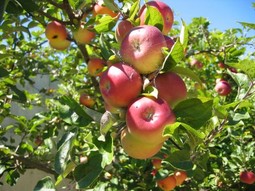 Jabuke su najzagađenije pesticidima