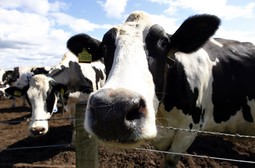 Hrvatske krave proizvedu trećinu manje mlijeka od europskih