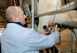 EHUD OLMERT, izraelski premijer, na eksperimentalnoj farmi krava koju je Izrael izgradio nedaleko Pekinga