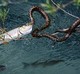 Za najbolju fotografiju iz kategorije "Priroda i okoliš" nagrađen je Danijel Soldo iz agencije "Cropix" za fotografiju zmije koja je uhvatila ribu