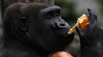 Genom gorile baca novo svjetlo na evoluciju čovjeka