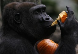 Genom gorile otkriva tijek evolucije čovjeka