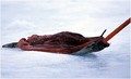 U petak u lovu je ubijeno 800 tuljana