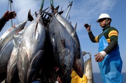 Ispunjene su kvote za sportski ribolov tune