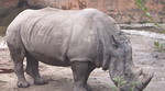 Lovokradice ubile četvrtinu nosoroga u Zimbabveu