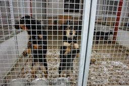 Psi su smješteni u relativno malim kavezima, s obzirom da se samo u jednom kavezu nalazi 4 do 5 pasa