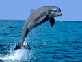 Delfin, uspaljeni gad
