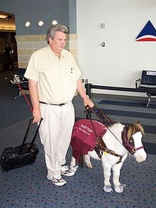 Za vodiče se koriste minijaturni konji veličine psa ( Foto: Wikipedia)