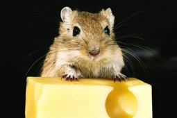 U laboratoriju su stvoreni miš koji stvara zdravo mlijeko za djecu i miš koji cvrkuće