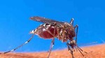 Nadomak cjepivu protiv malarije