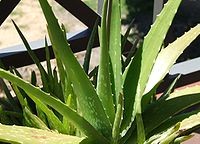 Aloe vera (Foto: Wikipedia)