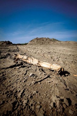 Isušeni Ribnjaci Podunavlje državi danas služe za iskopavanje pijeska