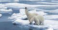 Polarni medvjedi postali su ugrožena vrsta zbog topljenja leda