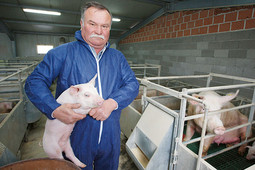 Mate Aleksić vlasnik je Repro centra za uzgoj posebne svinjske pasmine za proizvodnju drniškog pršuta