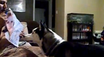 Video: Pas koji se panično boji Julije Roberts
