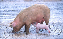 Belgijska udruga protivi se kastriranju svinja
