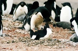 Stereotipima o 'simpatičnim'
pingvinima opterećeni su ne samo crtići, nego i dokumentarci