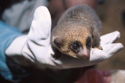 Patuljasti lemur ponovno je pronađen nakon 100 godina 