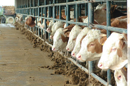 Hrvatska bi mogla zarađivati 300 milijuna kuna od izvoza govedine