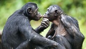 Ženke bonoba na seks češće pozivaju pripadnice istog spola, a veličina njihove vulve potiče na maštovite seksi igre