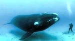 Video: Kako je nastala fotografija bliskog susreta ronioca i ogromnog kita