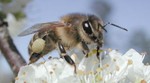 Studije: pčele se izgube zbog pesticida