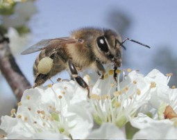 Pesticidi utječu na let pčela