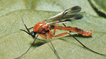 Predstavljena internetska stranica o komarcima